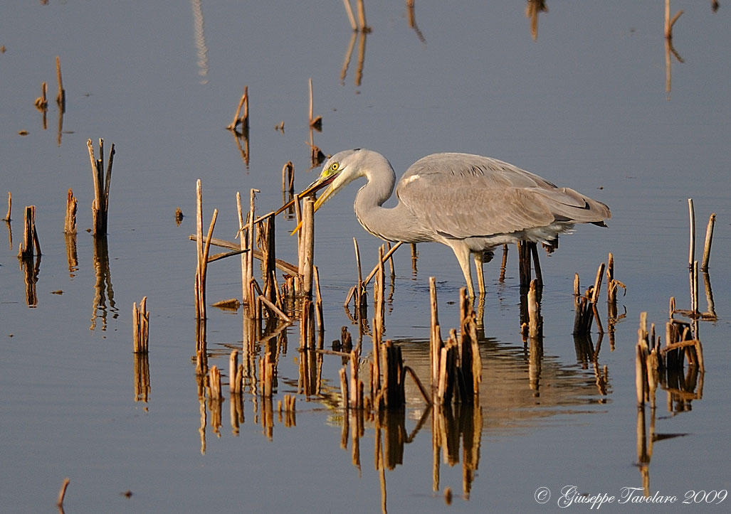 Ardea cinerea: pulizia del becco?