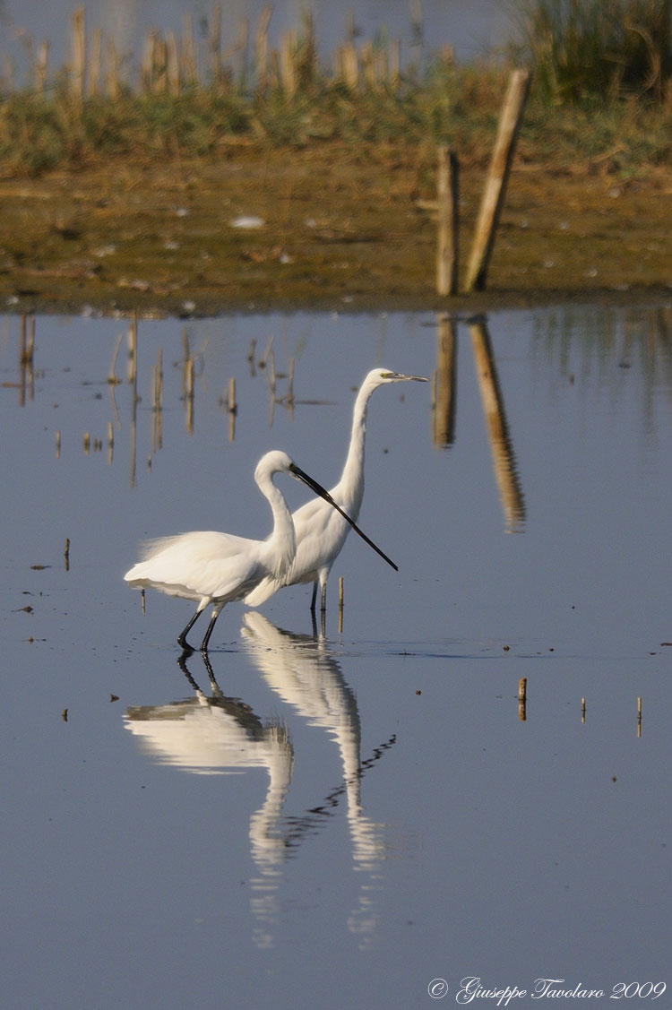 Garzetta (Egretta garzetta). QUIZ.