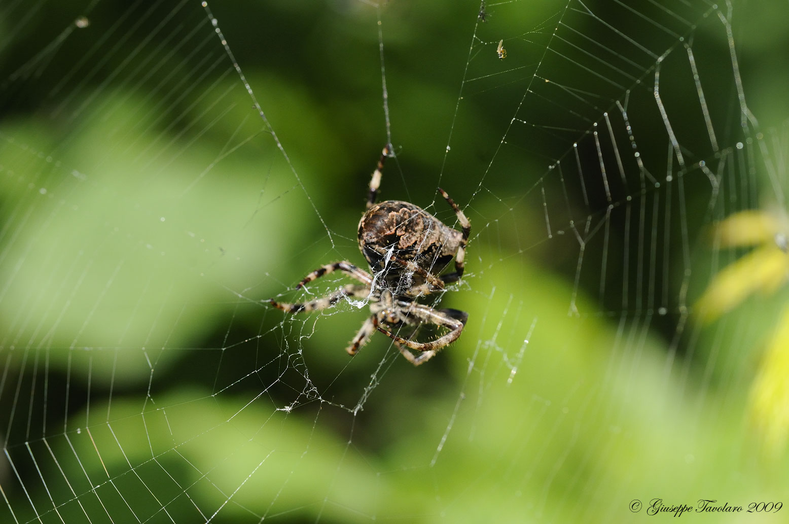 Araneus angulatus