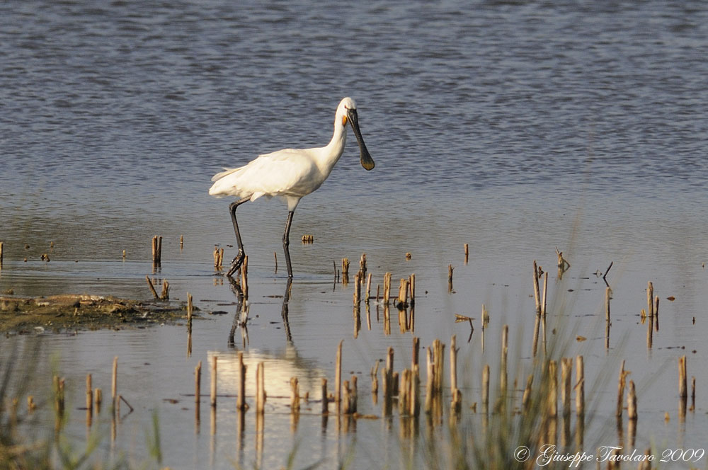 Il sonnellino della Spatola (Platalea leucorodia).