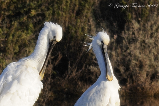 Spatola (Platalea leucorodia): cinque ritratti.