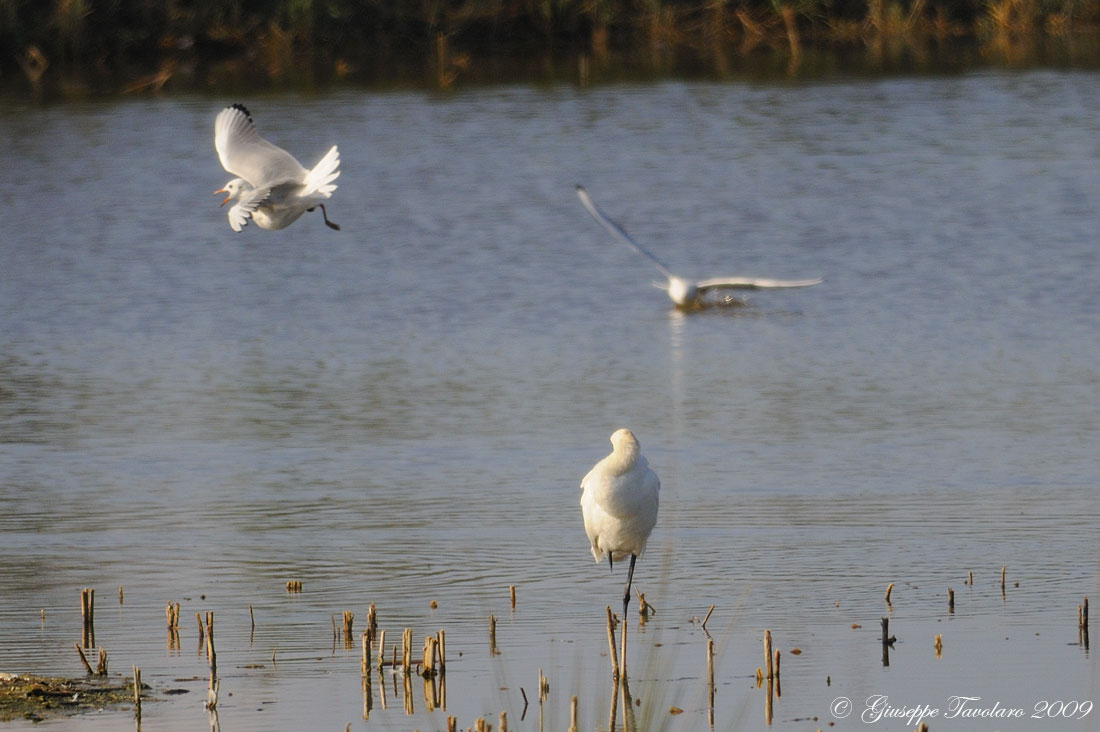 Il sonnellino della Spatola (Platalea leucorodia).