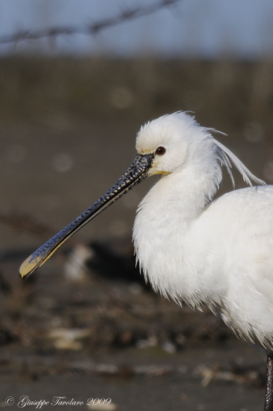 Spatola (Platalea leucorodia): cinque ritratti.