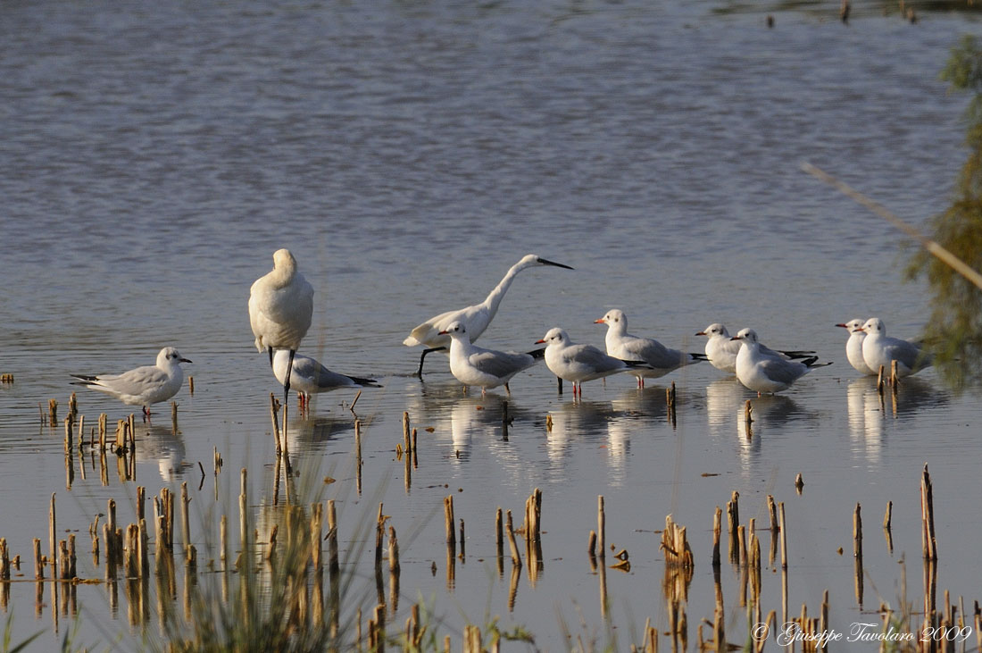 Il sonnellino della Spatola (Platalea leucorodia).