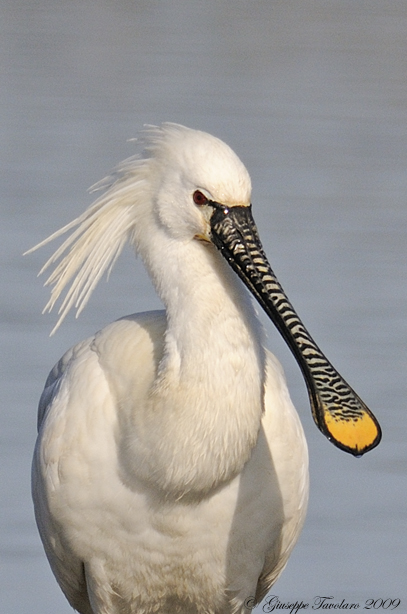 Spatola (Platalea leucorodia): cinque ritratti.