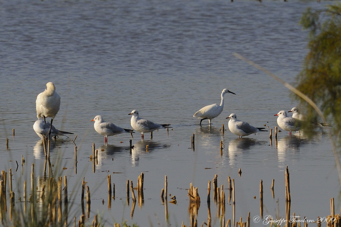 Il sonnellino della Spatola (Platalea leucorodia).