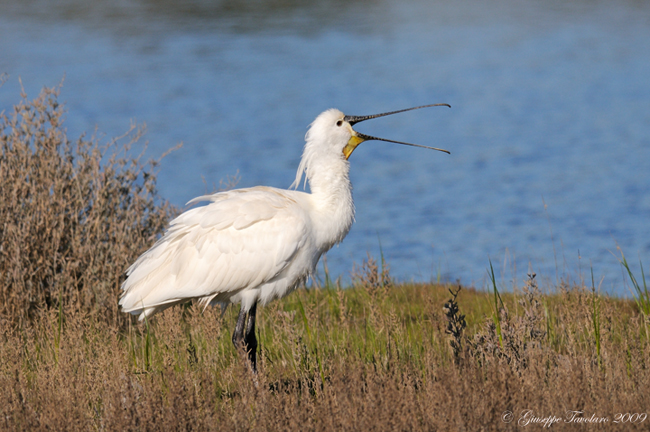 Spatola (Platalea leucorodia): cinque ritratti.