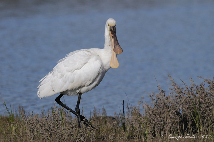 Spatola (Platalea leucorodia): cinque ritratti.