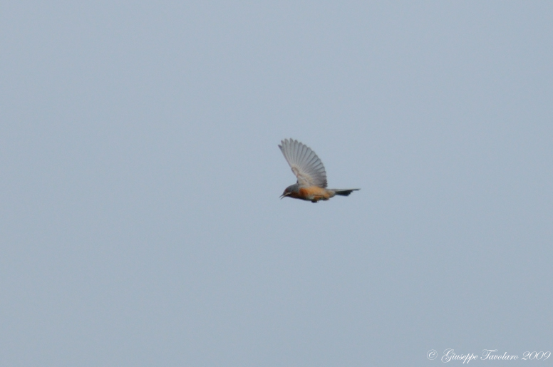 Volo (nuziale???) della Sterpazzolina (Sylvia cantillans)