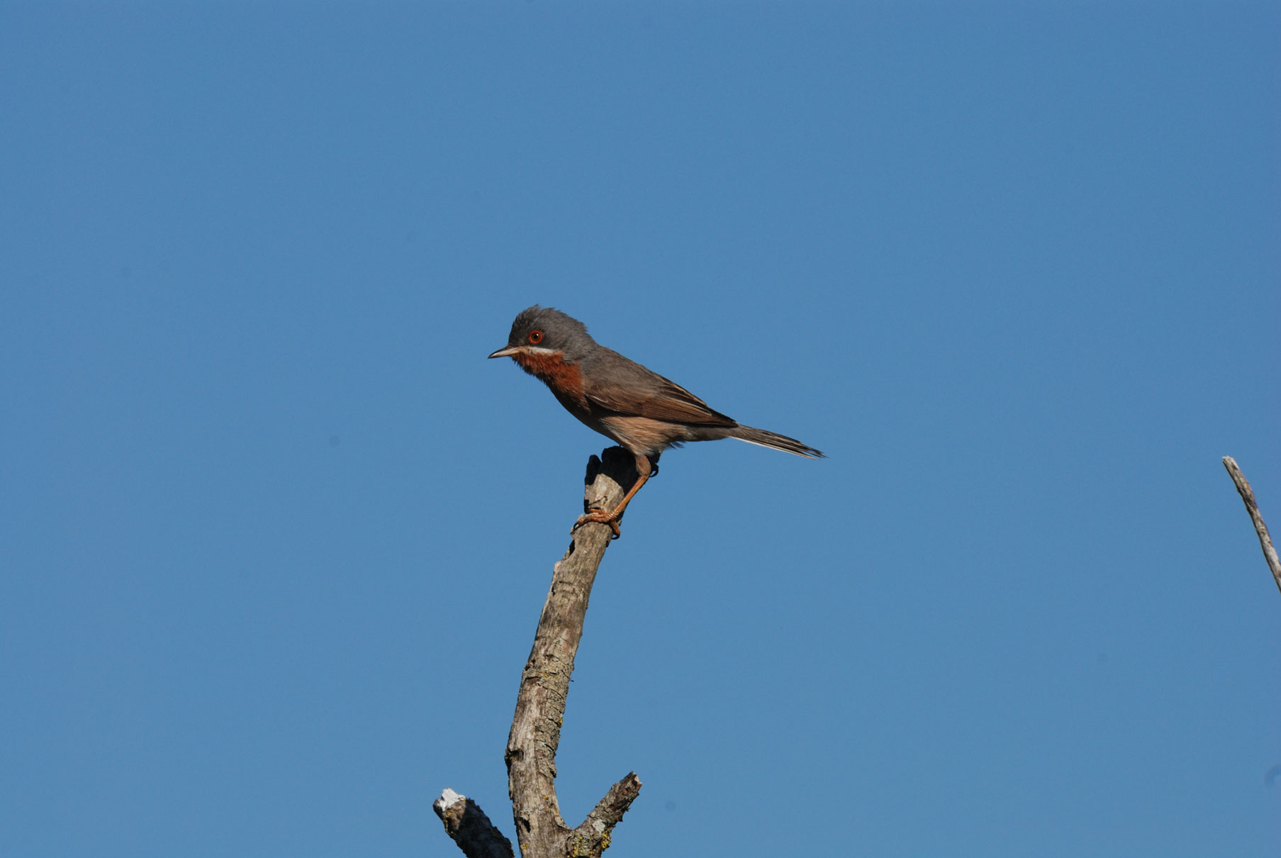 Volo (nuziale???) della Sterpazzolina (Sylvia cantillans)