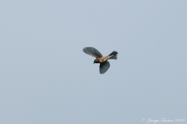 Volo (nuziale???) della Sterpazzolina (Sylvia cantillans)