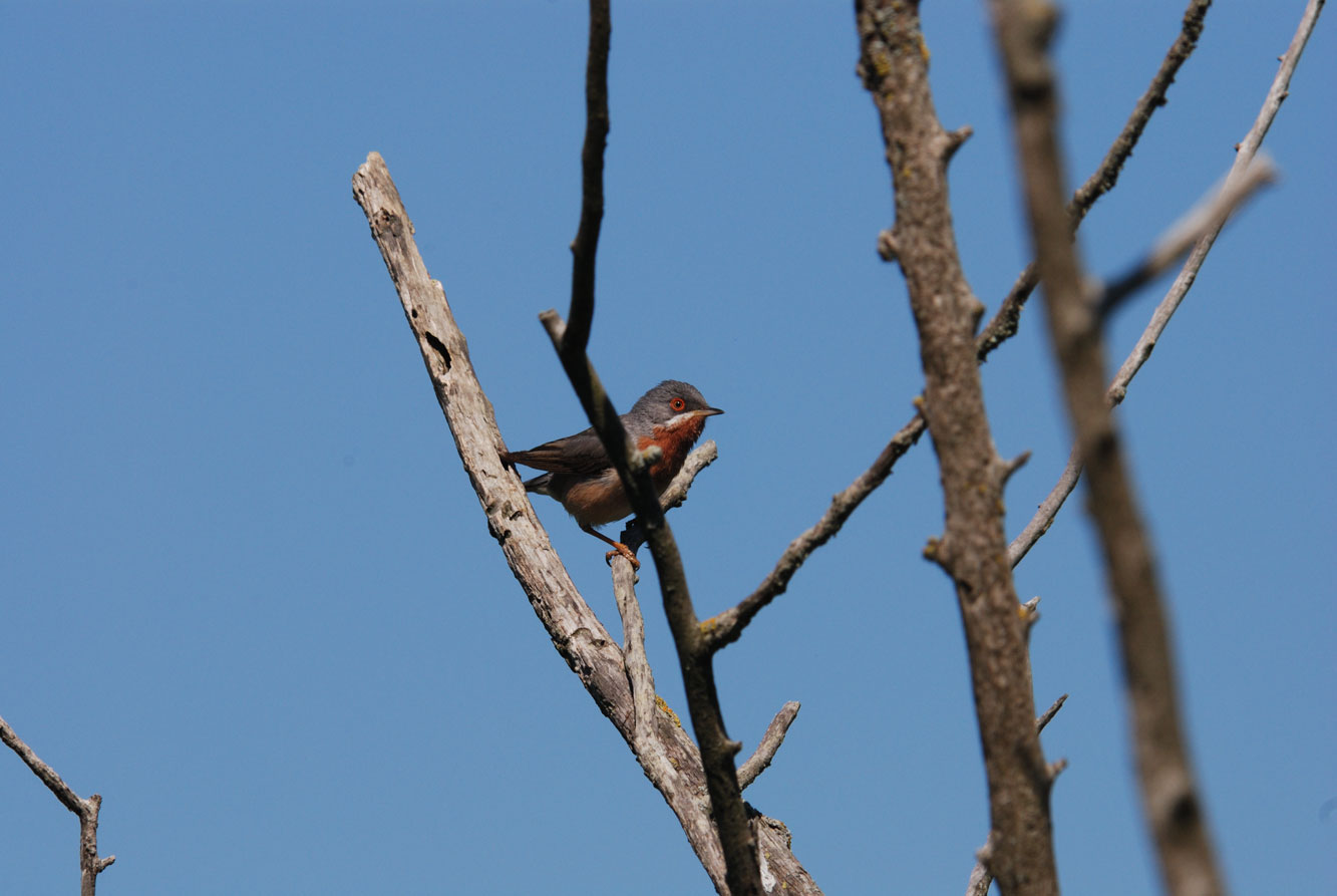 Volo (nuziale???) della Sterpazzolina (Sylvia cantillans)