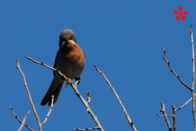 Volo (nuziale???) della Sterpazzolina (Sylvia cantillans)