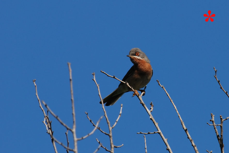 Volo (nuziale???) della Sterpazzolina (Sylvia cantillans)