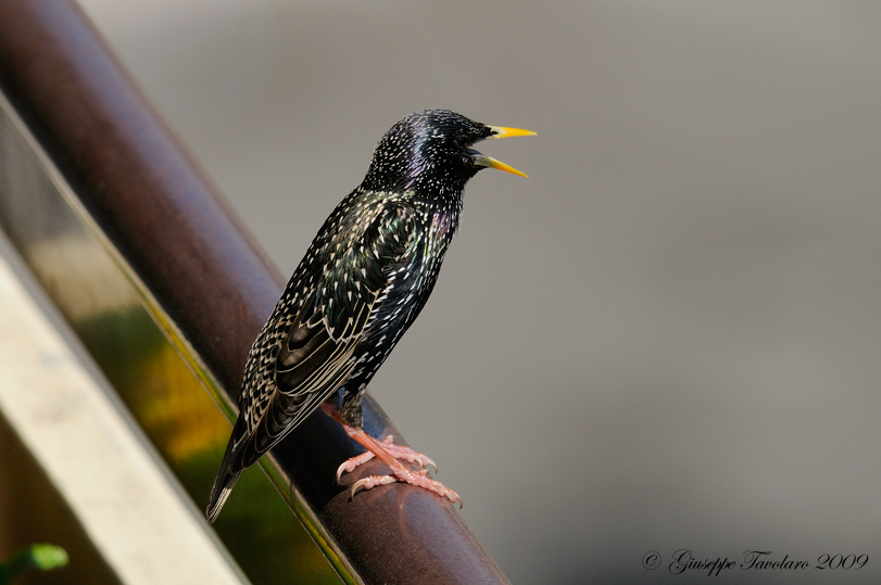 Storni sul terrazzo.