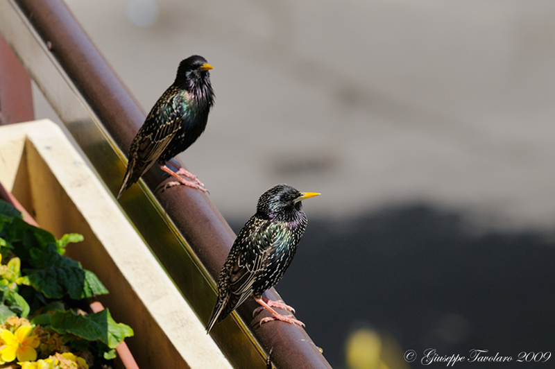 Storni sul terrazzo.