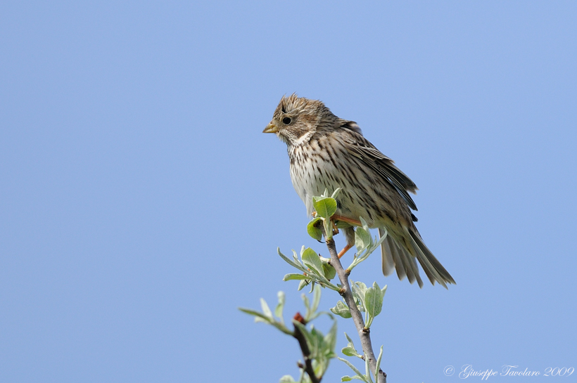 Giovane Strillozzo (Miliaria calandra): 2 ritrattini.