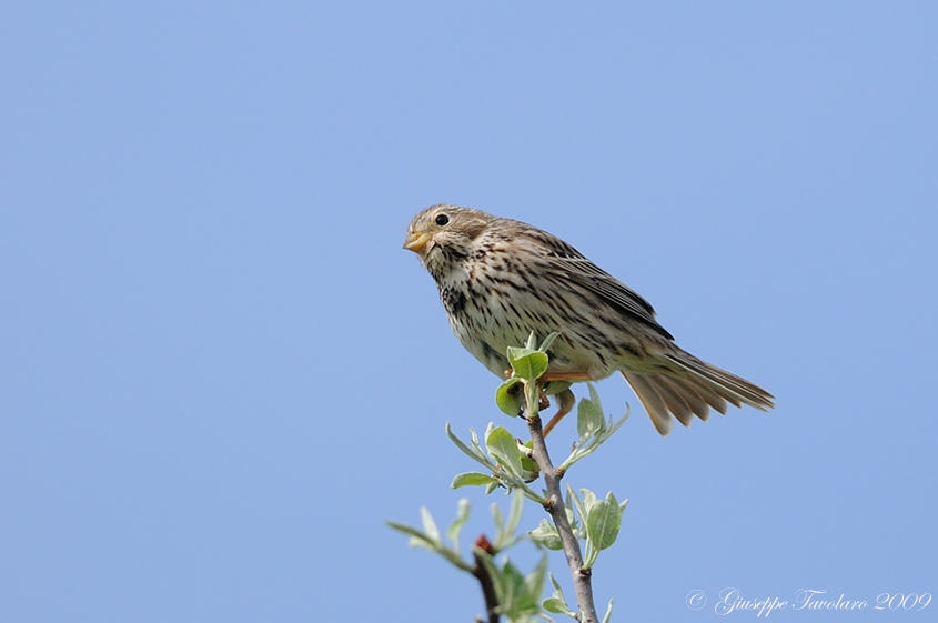 Giovane Strillozzo (Miliaria calandra): 2 ritrattini.