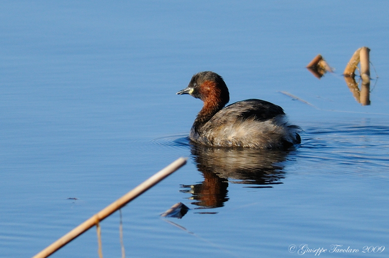 Tuffetto (Tachybaptus ruficollis).