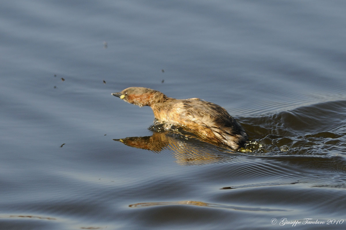 Tuffetto (Tachybaptus ruficollis).in caccia.