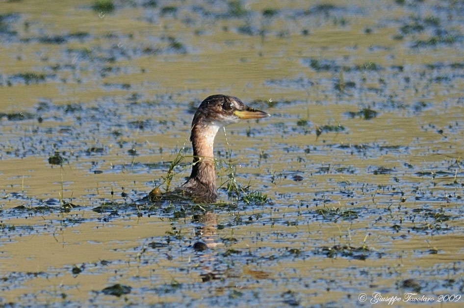 Tuffetto (Tachybaptus ruficollis) in emersione.