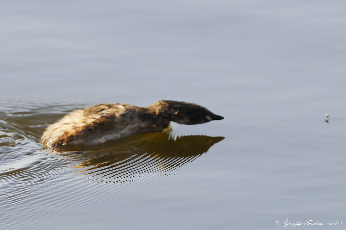 Tuffetto (Tachybaptus ruficollis).in caccia.