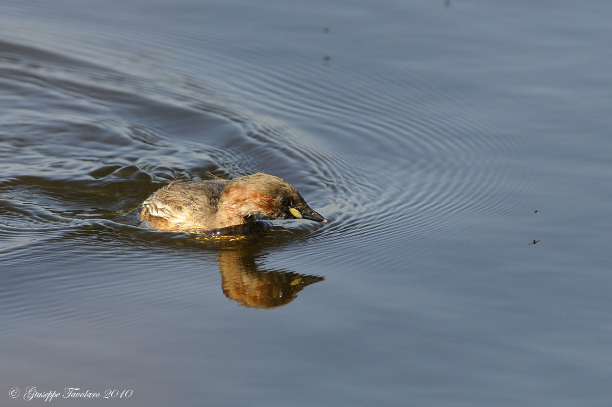 Tuffetto (Tachybaptus ruficollis).in caccia.