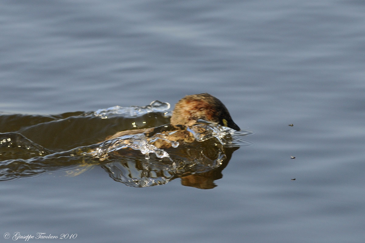 Tuffetto (Tachybaptus ruficollis).in caccia.