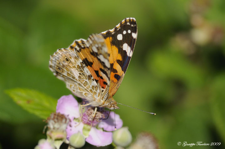 Vanessa cardui