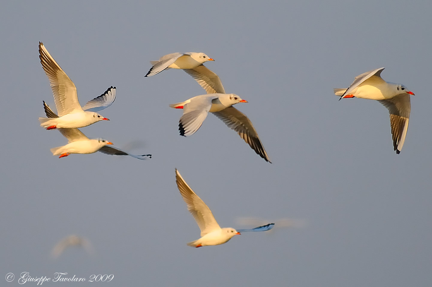 Volo di Gabbiani (Larus ridibundus).