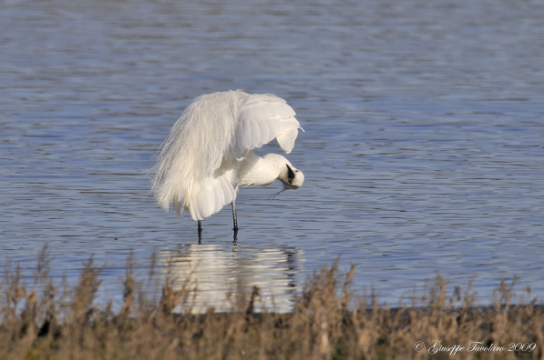 Garzetta (Egretta garzetta) : ritrattino strano.