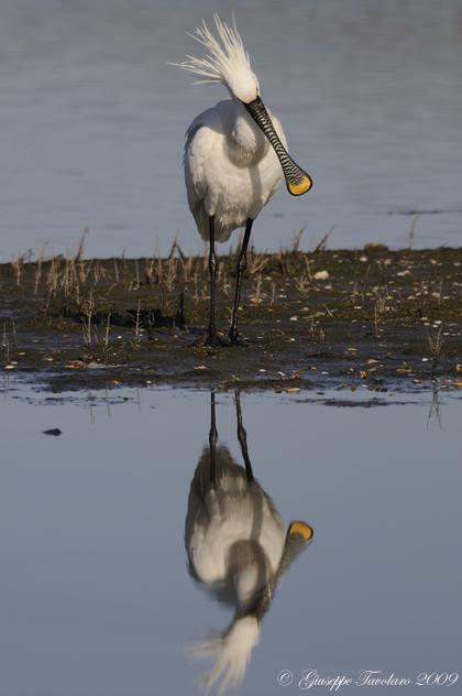 Spatola (Platalea leucorodia) nel vento.