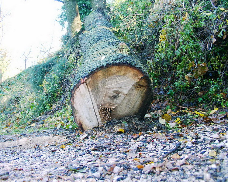 Quercia da abbattere?