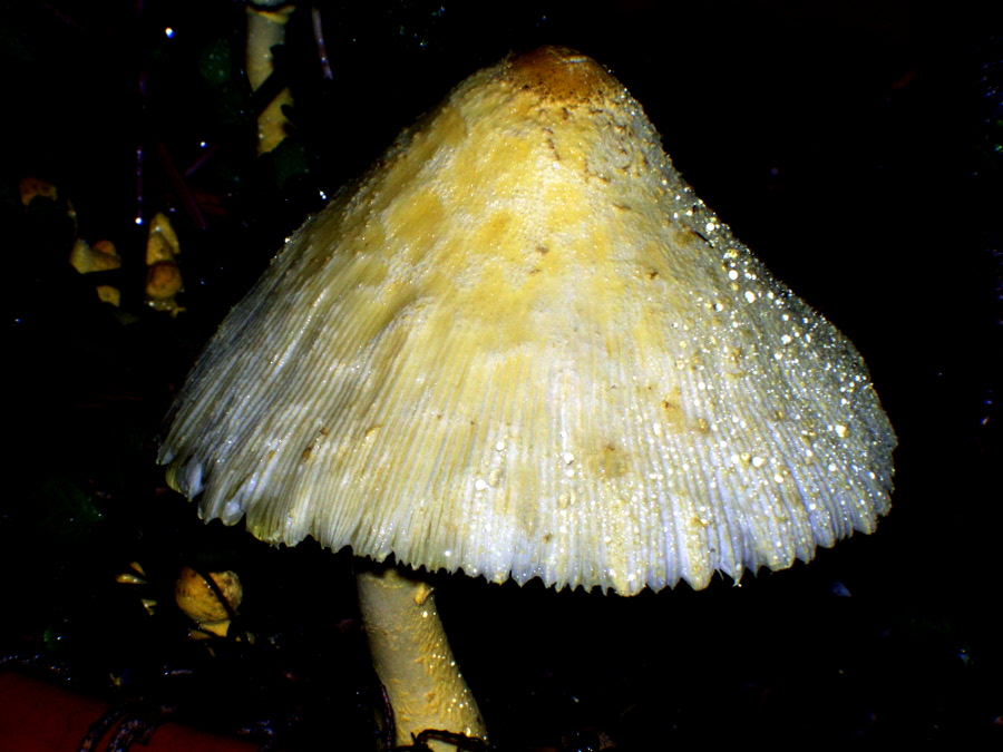 funghi gialli da determinare (Leucocoprinus sp.)