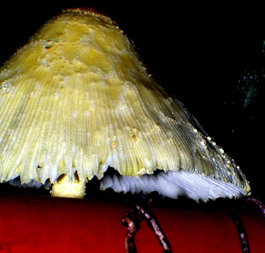 funghi gialli da determinare (Leucocoprinus sp.)