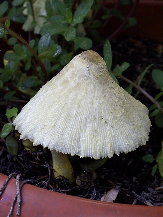 funghi gialli da determinare (Leucocoprinus sp.)