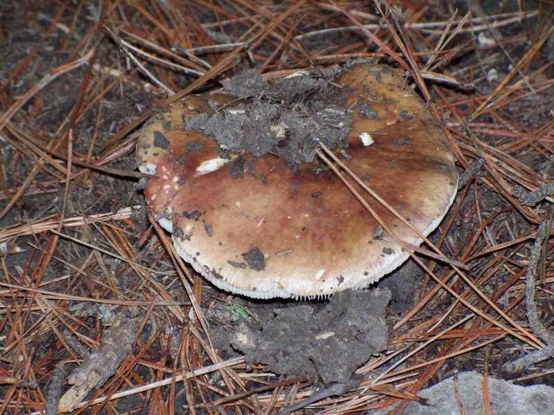 russula vesca?