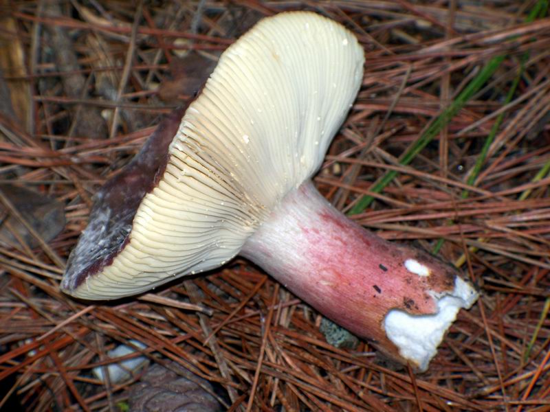 russula vesca?