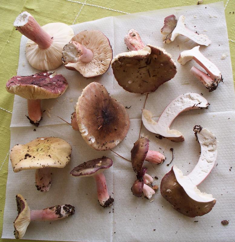 russula vesca?