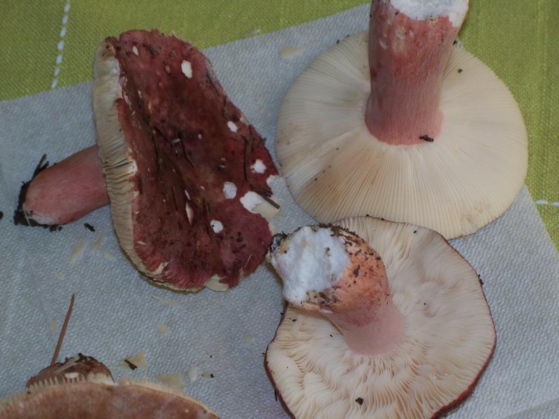 russula vesca?