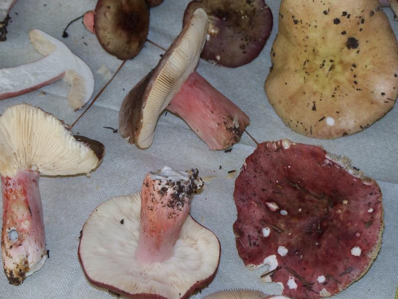 russula vesca?