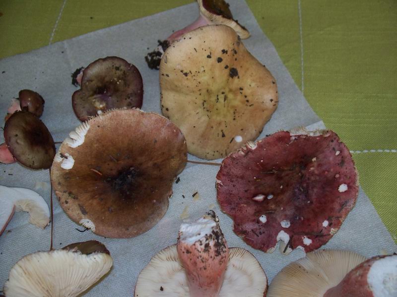 russula vesca?