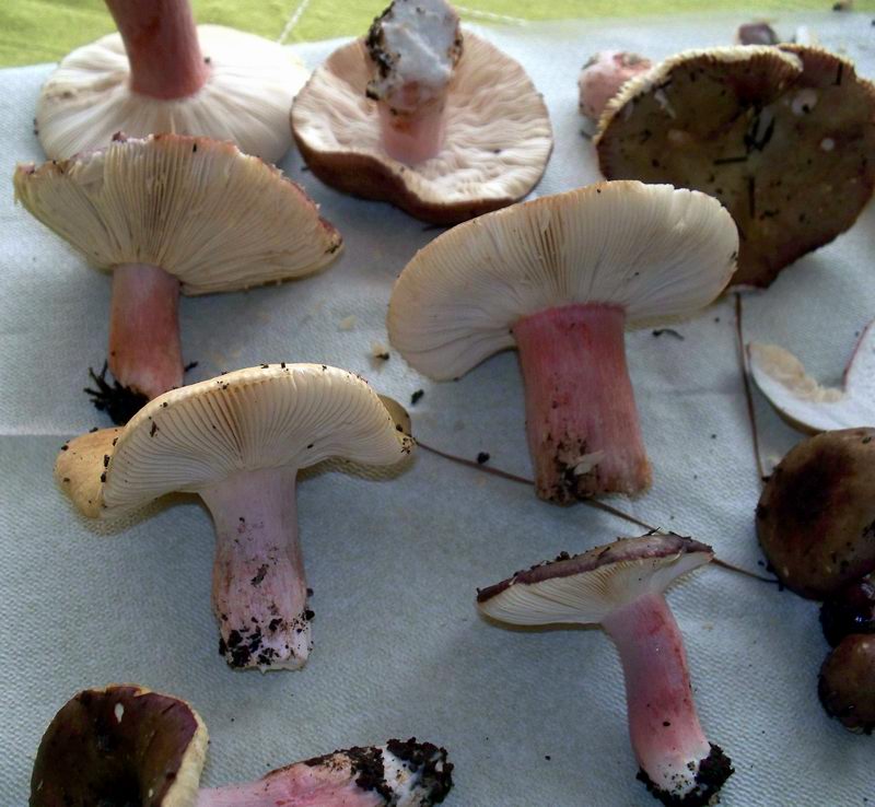 russula vesca?