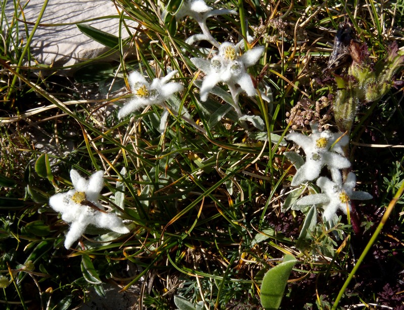 Leontopodium nivale / Stella alpina  appenninica