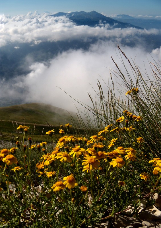 composita gialla, in montagna - Senecio rupestris