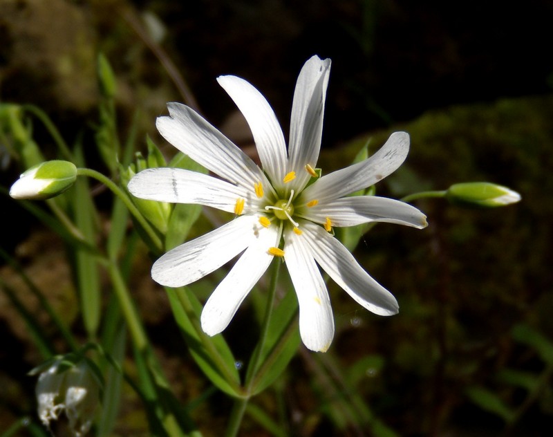 Rabelera holostea (=Stellaria holostea) / Centocchio garofanina