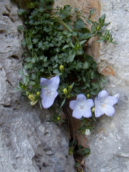 Campanula fragilis / Campanula napoletana