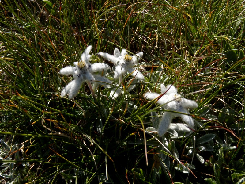 Leontopodium nivale / Stella alpina  appenninica