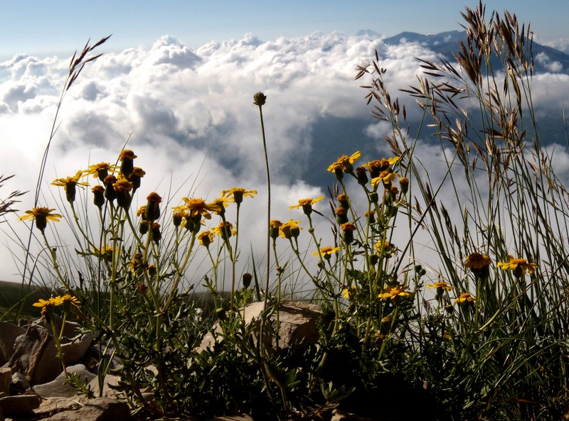 composita gialla, in montagna - Senecio rupestris