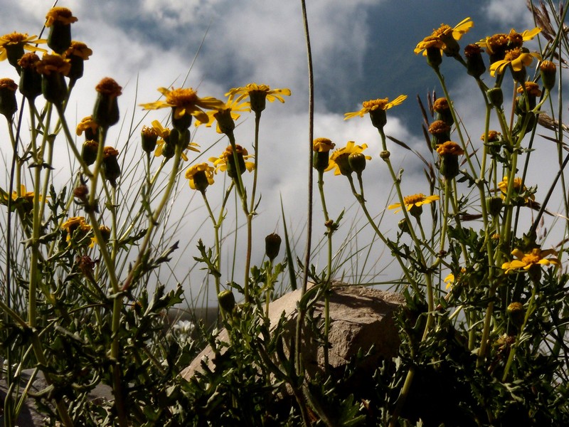 composita gialla, in montagna - Senecio rupestris